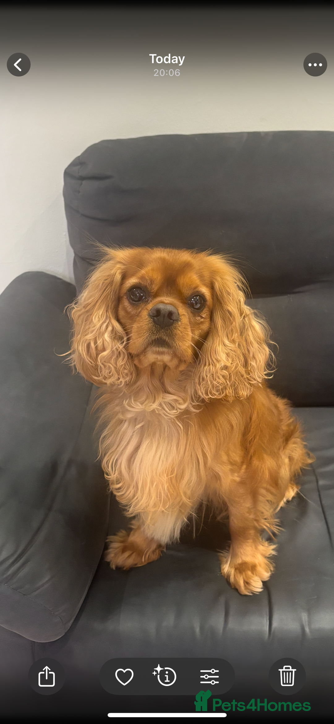 Cavalier King Charles Spaniel dogs for sale: Beautiful ruby Cavalier boy ❤️Heart & Eye tested - Image 4