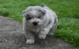Mixed Breed dogs for sale: Genuine Chowski puppies  - Image 20