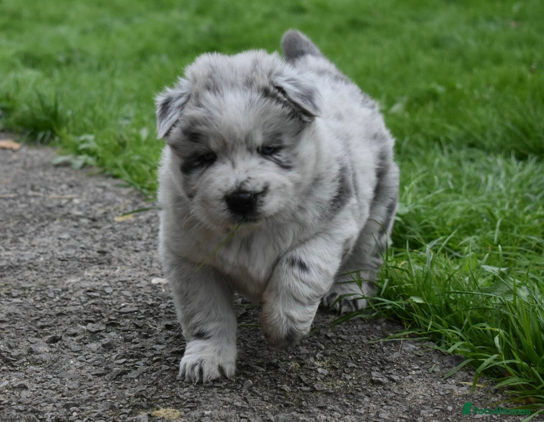 Mixed Breed dogs for sale: Genuine Chowski puppies  - Image 20