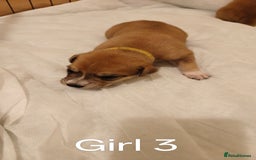 Mixed Breed dogs for sale: German Staffy Litter Available 12/10/25 - Image 10