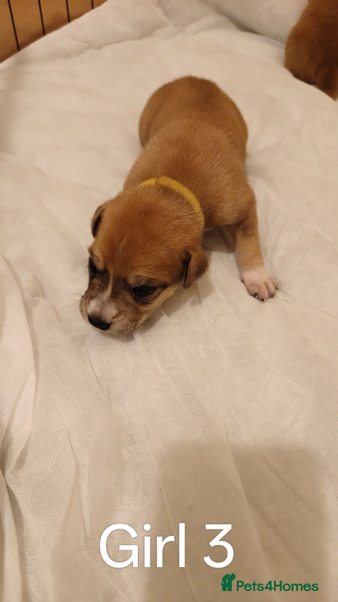 Mixed Breed dogs for sale: German Staffy Litter Available 12/10/25 - Image 10