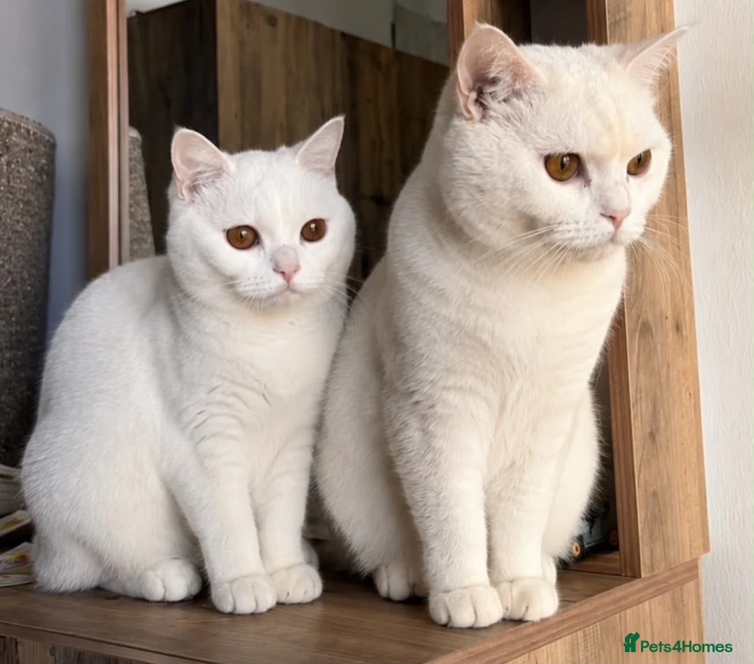 British Shorthair cats for sale:   Beautiful White British Shorthair Kitten  - Advert 8