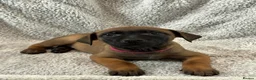 Mixed Breed dogs for sale: Dutch Herder X F1 Bull Herder puppies - Advert 9