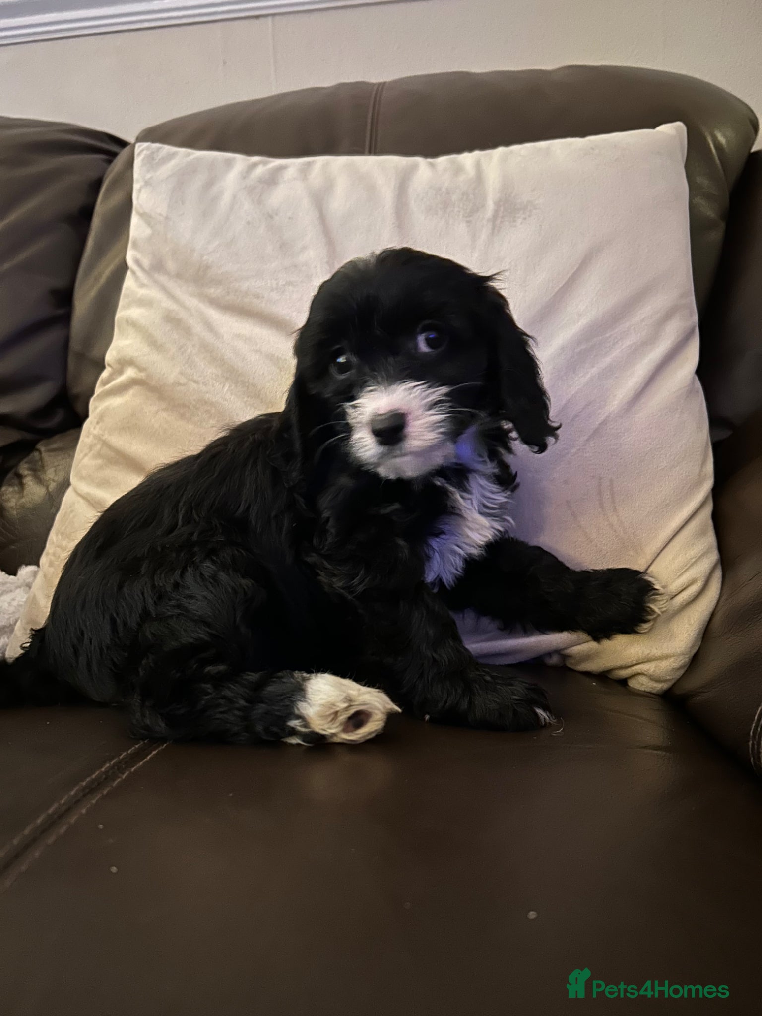 Cavapoo dogs Beautiful cavapoo puppies  - Advert 18