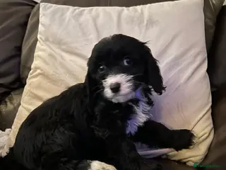 Cavapoo dogs Beautiful cavapoo puppies - Advert 18