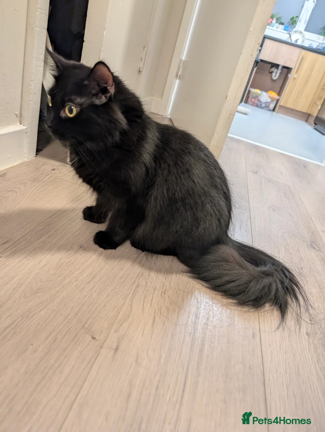 Mixed Breed cats for sale: Beautiful ragdoll mix kittens - Advert 2
