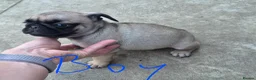 Pug dogs for sale: Pugs Puppies for sale - Advert 15