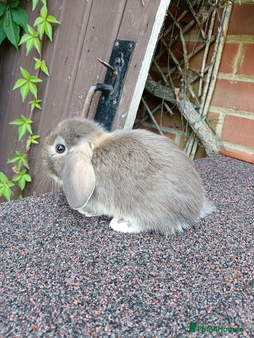 Mini Lop rabbits for sale: Pure bred mini lop baby - Image 11