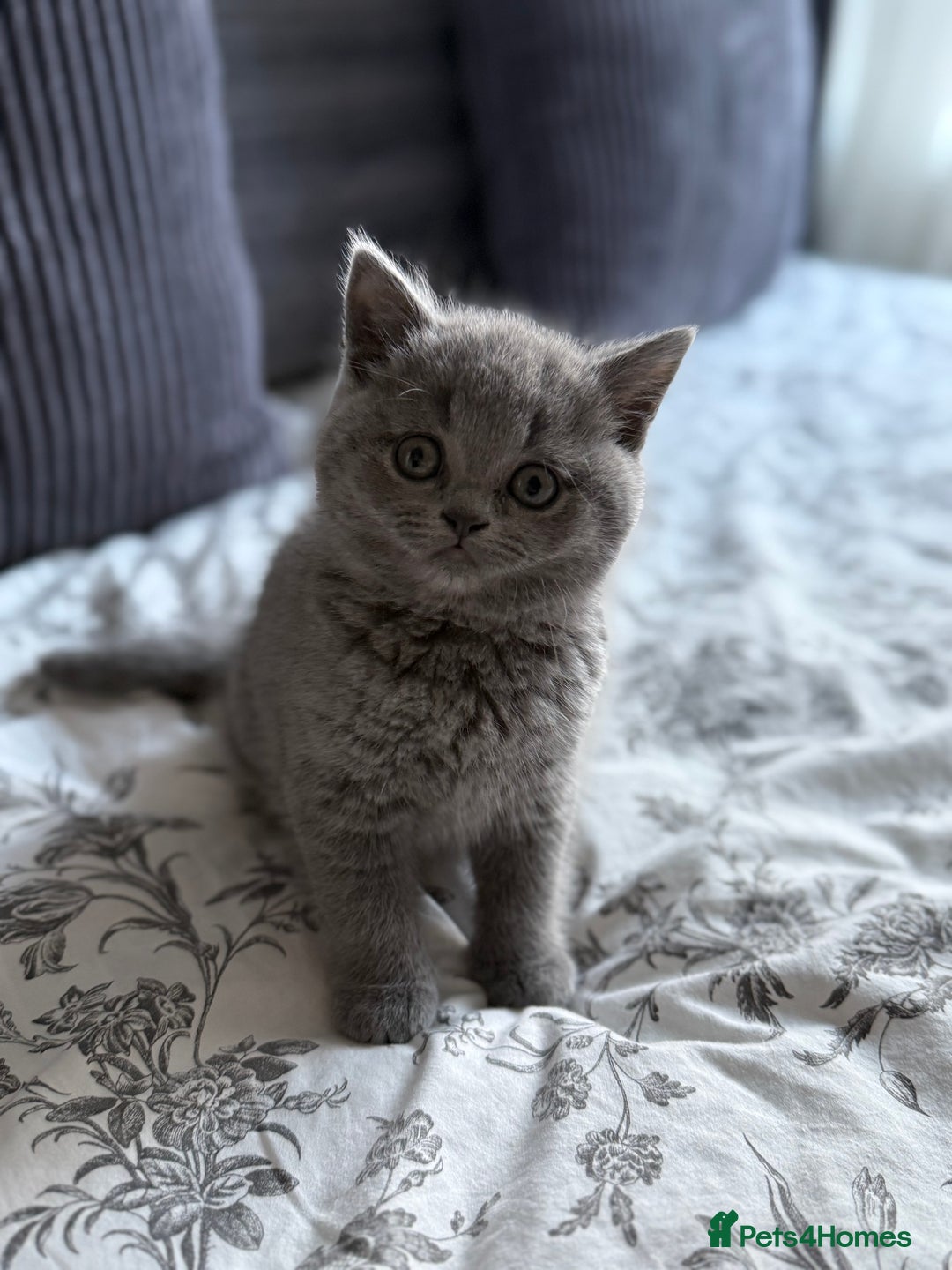 Scottish Fold cats for sale: 5 gorgeous kittens for sale - Advert 6