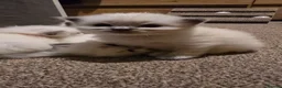 Ragdoll cats for sale: Affectionate Ragdoll Kittens Health-Tested Line - Advert 22