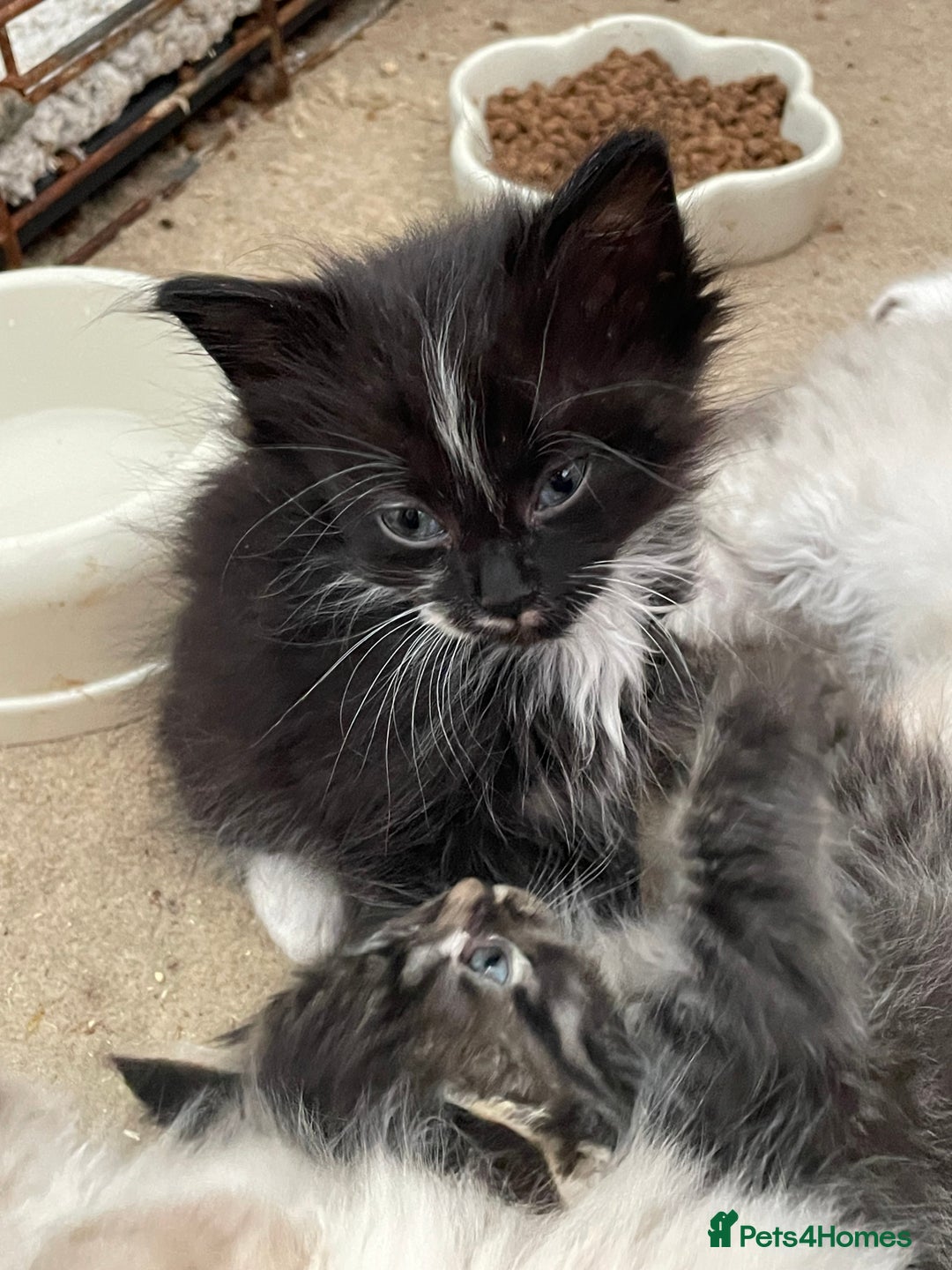 Mixed Breed cats for sale: Ragdoll x maincoon kittens available now - Image 8