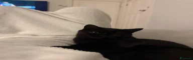 Scottish Fold 1