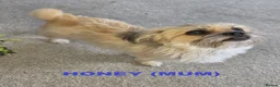 Mixed Breed dogs for sale: Beautiful Shorkie-Poo / Pom-Poo Puppies - Advert 18