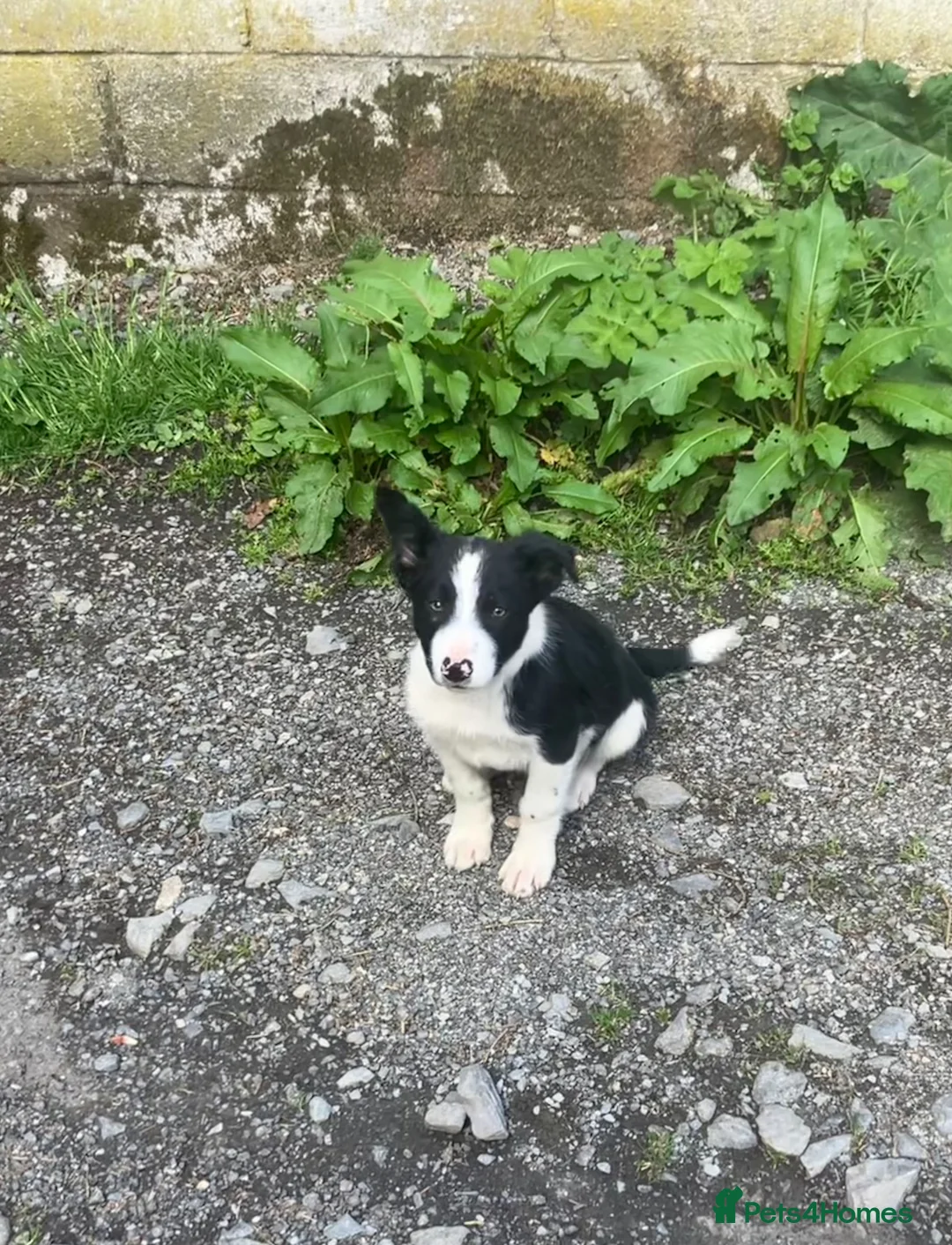 Border Collie dogs for sale: 5 Male Gorgeous Border Collie Pups - Advert 16