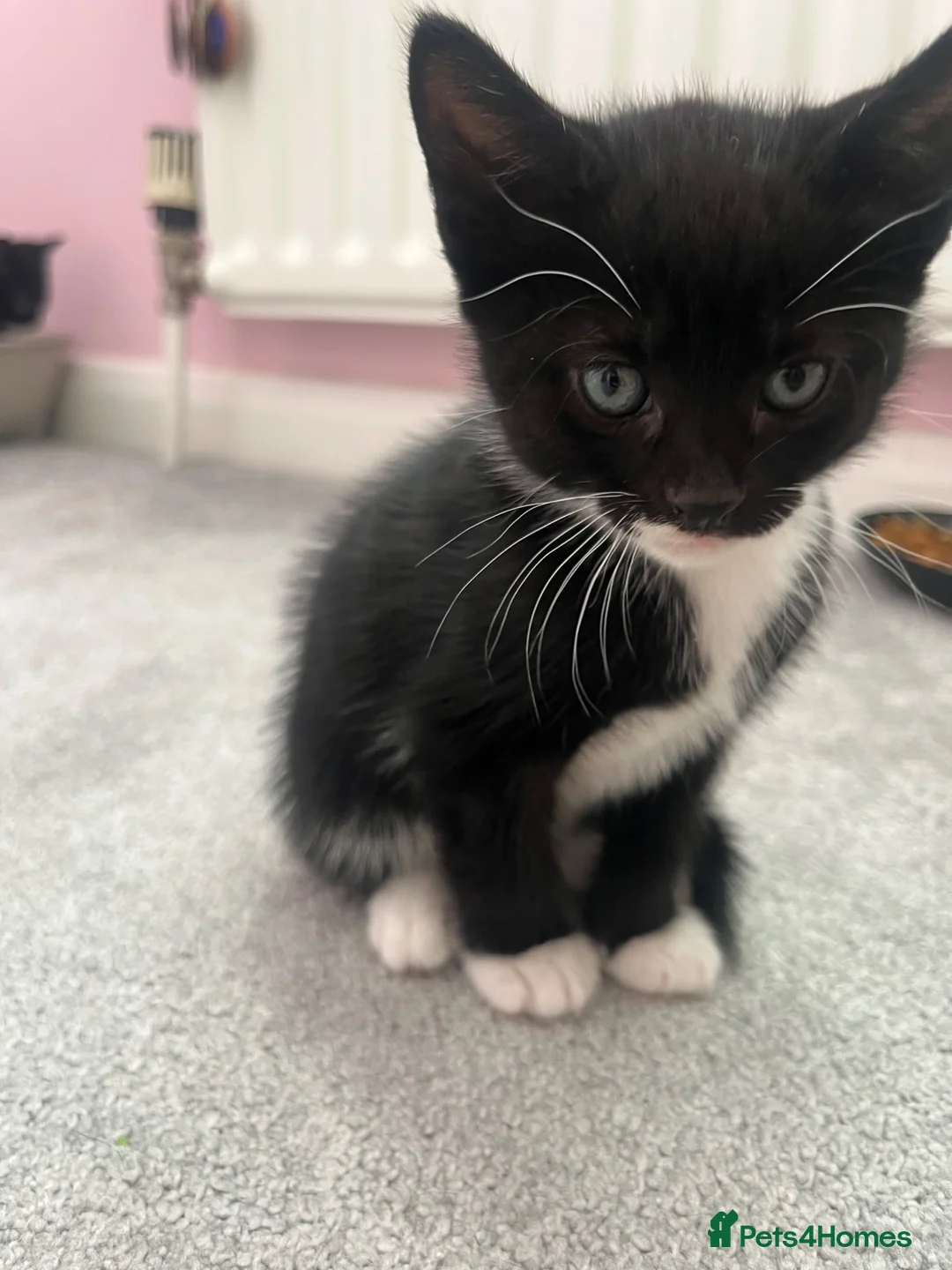 Mixed Breed cats for sale: 5 beautiful kittens forsale - Advert 2