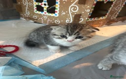 Scottish Fold cats for sale: Scottish fold and straights - Image 14