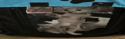 Ragdoll cats for sale: Ragdoll Kittens in Brighton - Advert 33