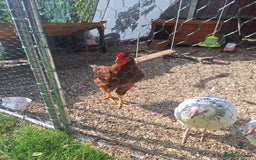 Chickens poultry for sale: Rhode Island red cockrel needs rehoming. - Image 1