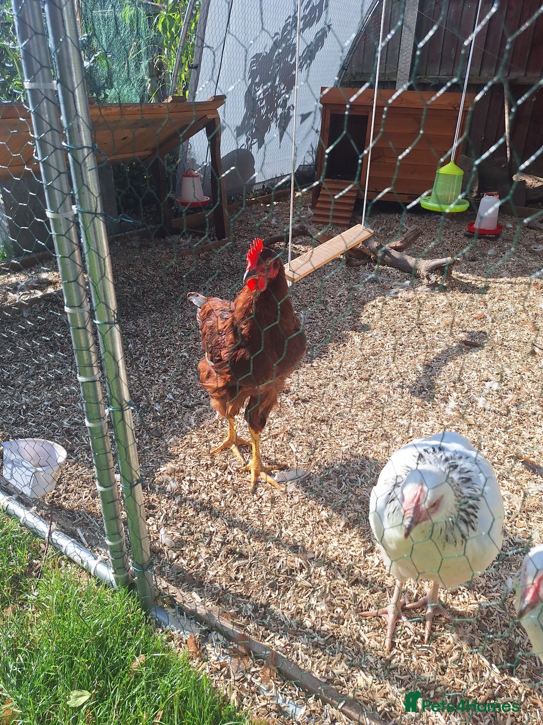 Chickens poultry for sale: Rhode Island red cockrel needs rehoming. - Image 1