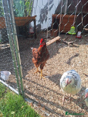 Chickens poultry - Advert 8