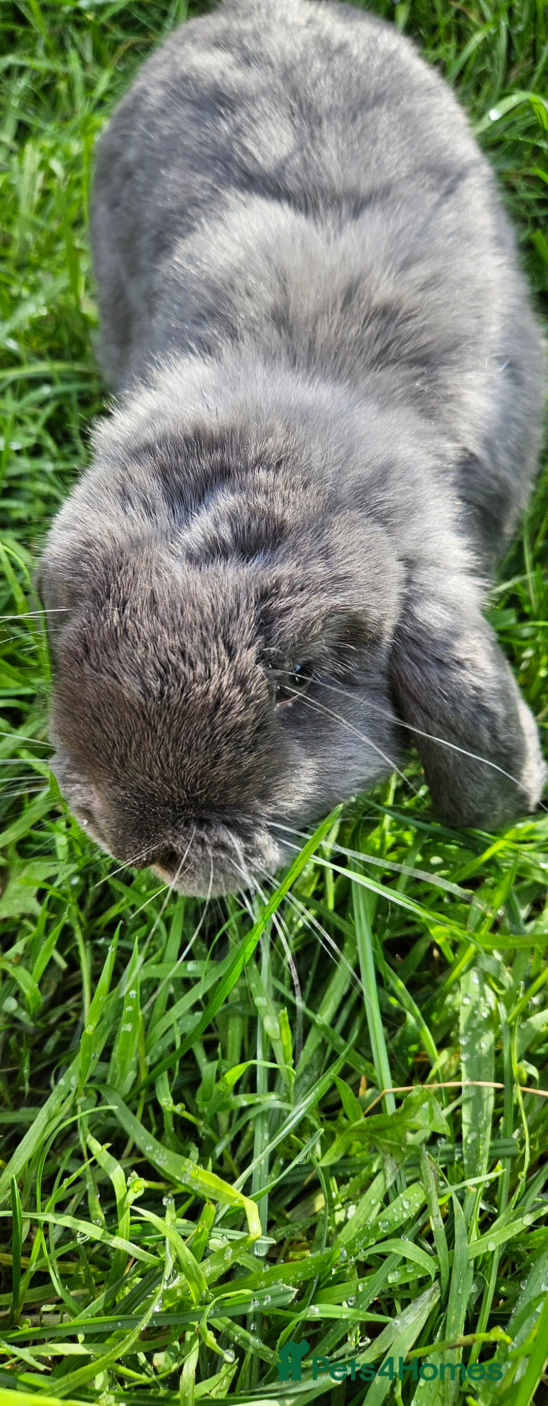 Mini Lop rabbits for sale: 💫💫💖Mini lop🐰🐰🐇🐇 - Image 3