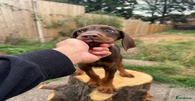 Dobermann dogs - Advert 4