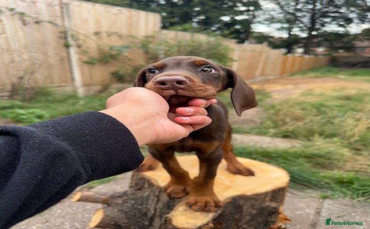 Dobermann dogs - Advert 1