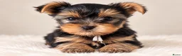 Yorkshire Terrier dogs for sale: 🐾✨  KC Registered Yorkshire Terrier Puppies ✨🐾   - Advert 2