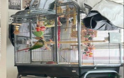 Conures birds for sale: 3 year old Green Cheeked Conure with cage and toys - Image 3