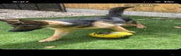 German Shepherd dogs for sale: Male German Shepherd reggie - Advert 5