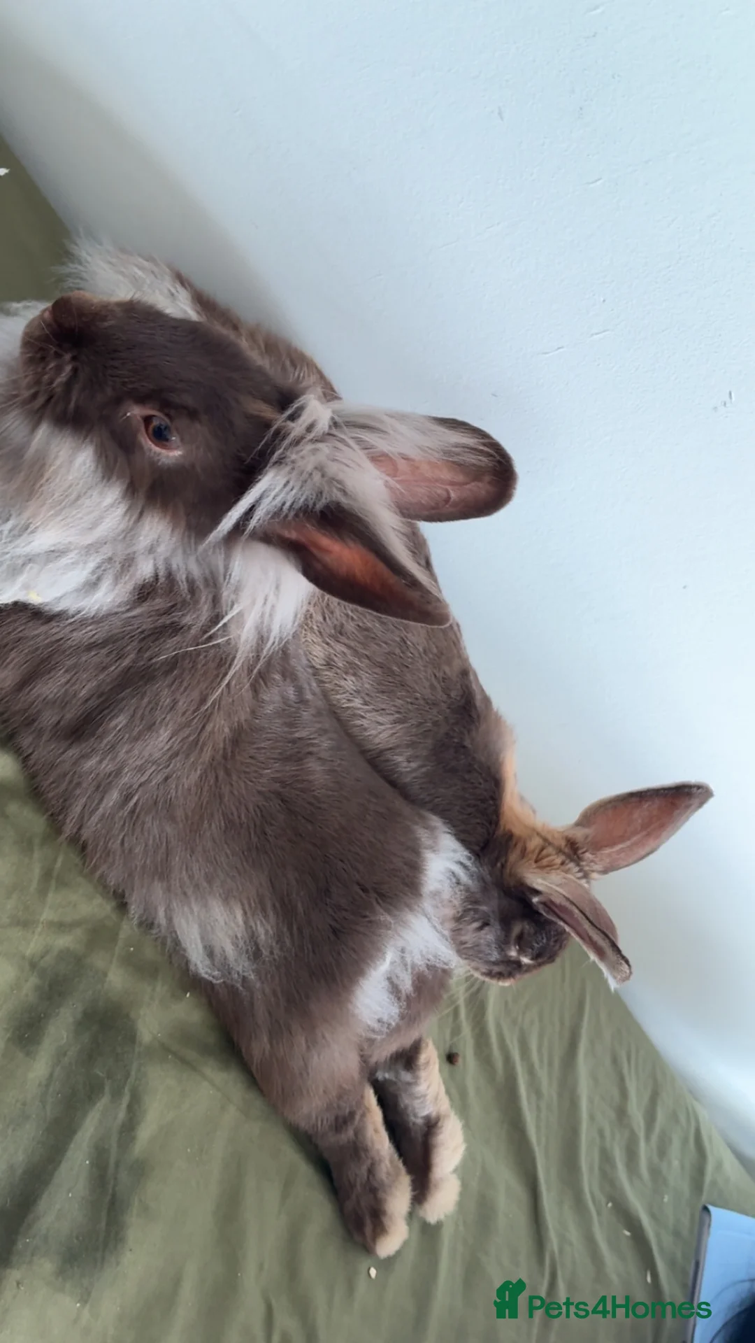 Springador dogs for sale: 2 baby bunnies   - Advert 1