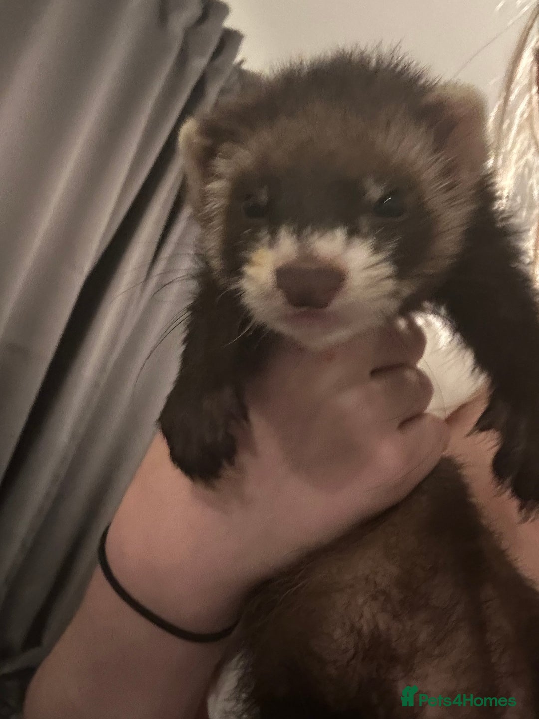 Rat rodents for sale: ferret  - Image 1