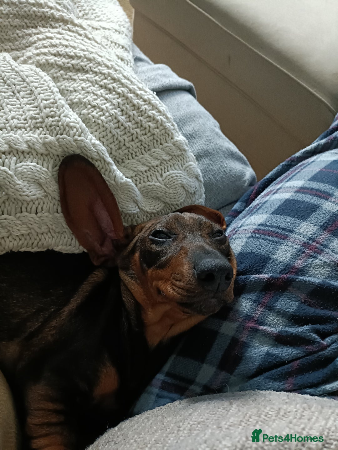 Dachshund dogs for sale: Wonderful Dachshund X Teckel for sale - Advert 4