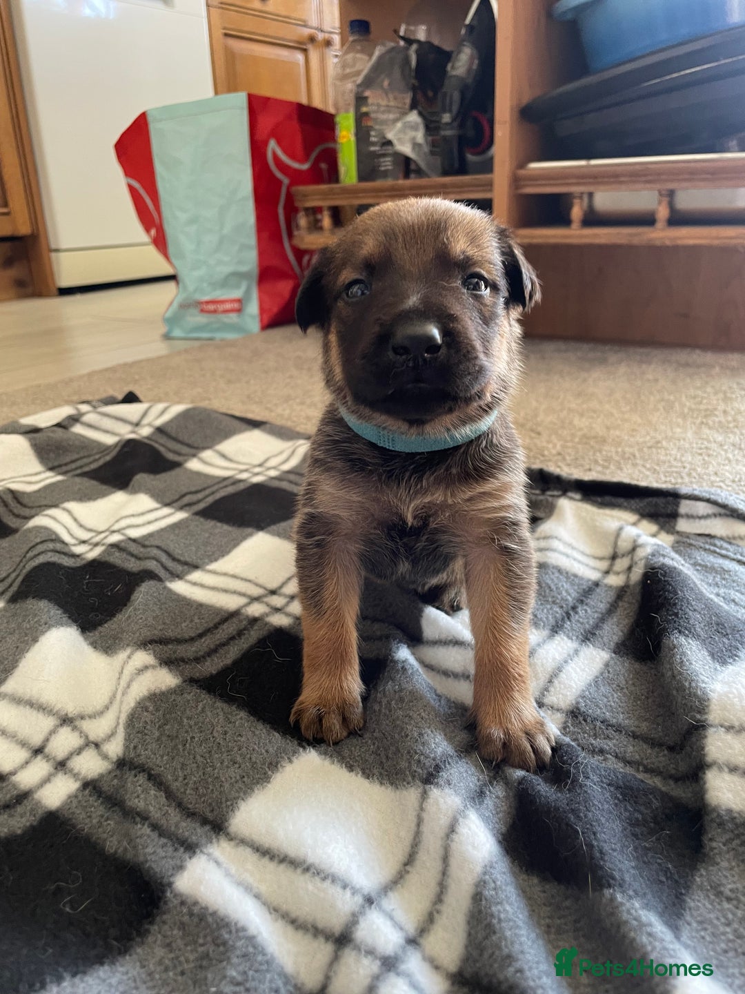 Mixed Breed dogs for sale: Belgium shepherd cross Rottweiler Labrador  - Image 20