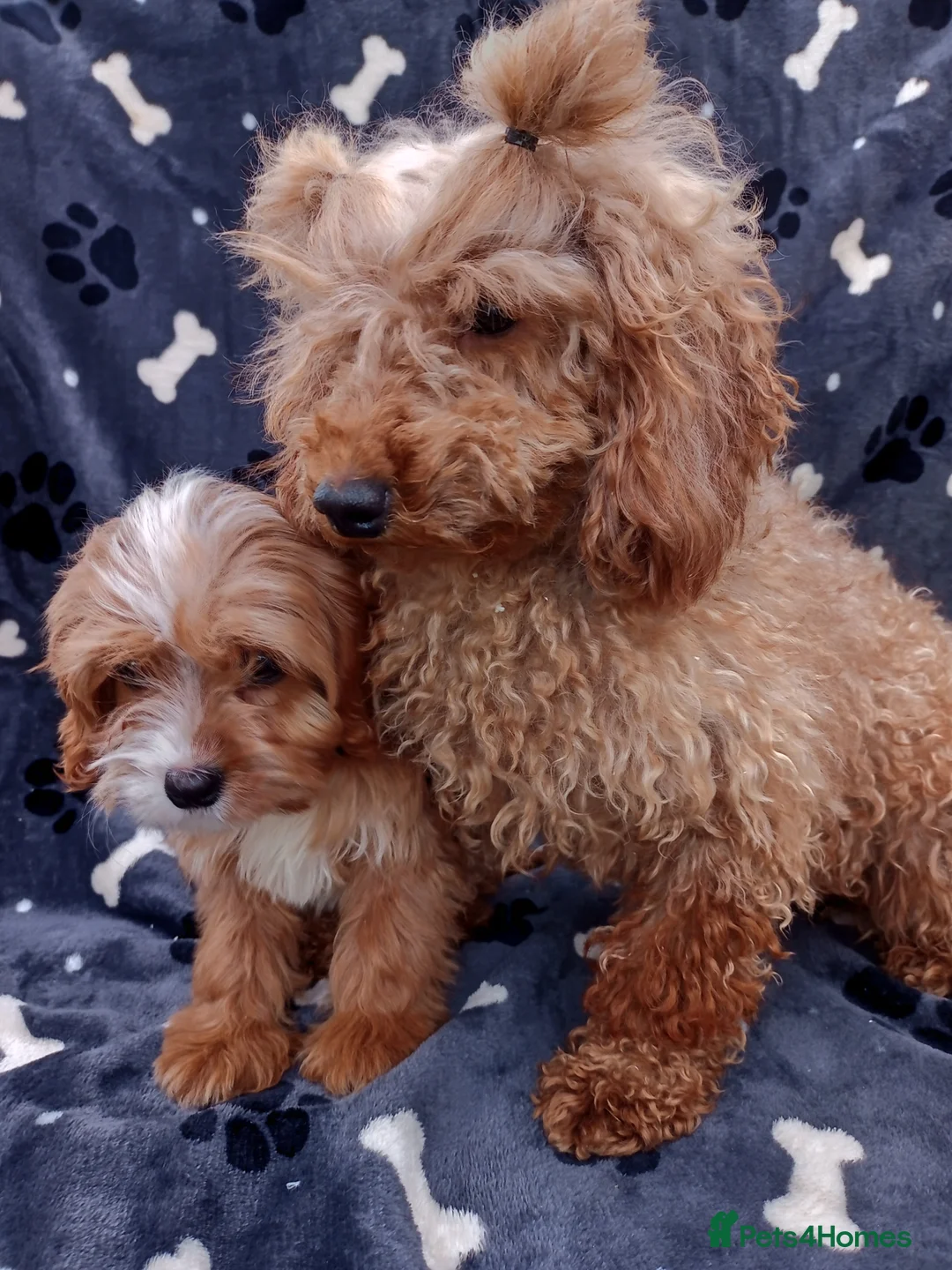 Cavapoo dogs for sale: Stunning cavapoo - Advert 2