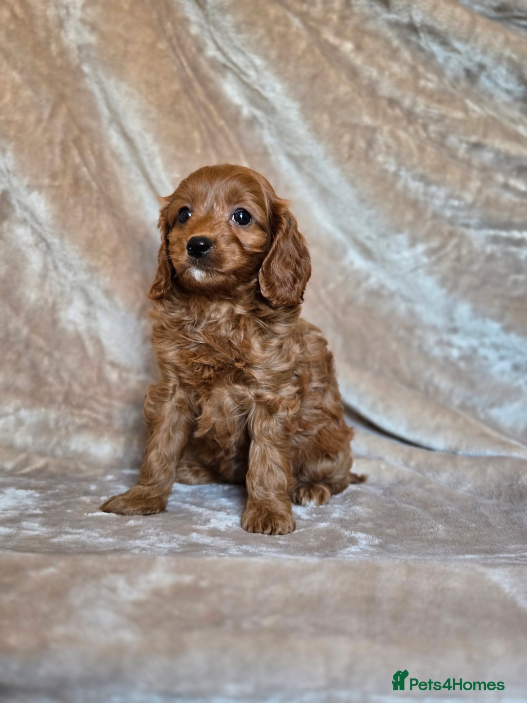 Cavapoo dogs for sale: Gorgeous Fox Red Cavapoo health tested parents  - Image 30