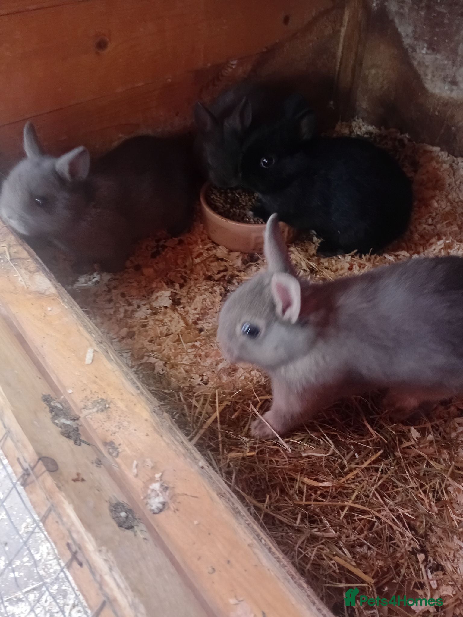 Netherland Dwarf rabbits Netherlands dwarf babys  - Advert 1