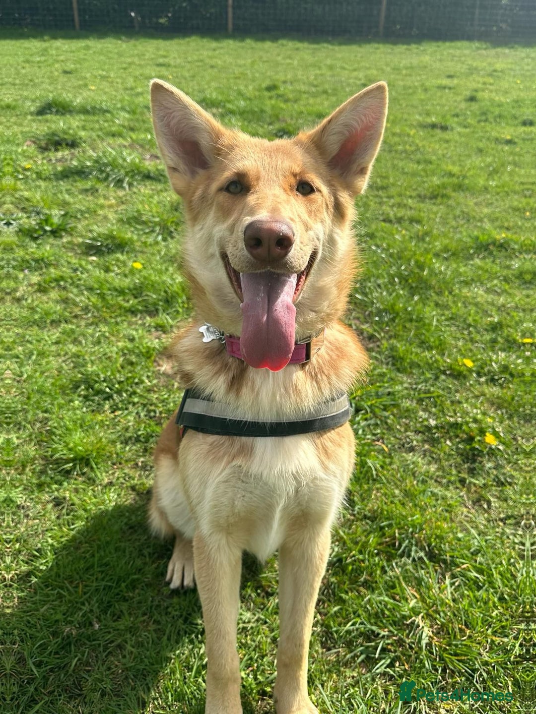 Saarloos Wolfdog dogs for sale: Stunning Low Content Wolfdog Puppies - Advert 2