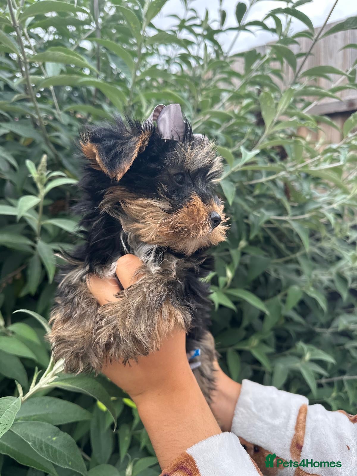 Yorkshire Terrier dogs for sale: Beautiful Yorkshire terrier puppy’s ready now - Advert 10