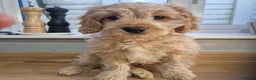 Cavapoochon dogs for sale: Cavapoochon boy  - Advert 1
