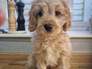 Cavapoochon dogs Cavapoochon boy - Advert 6