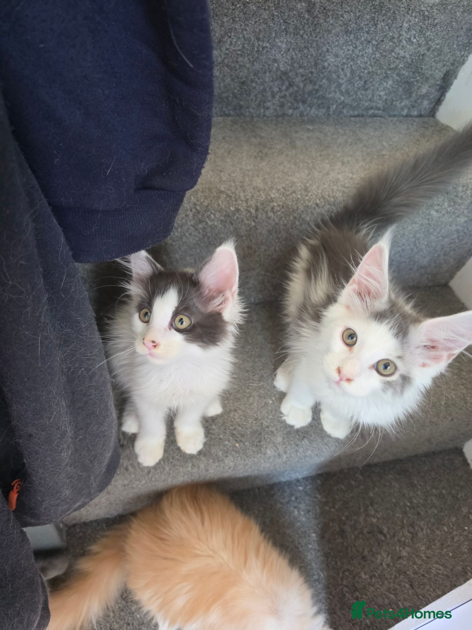 Maine Coon cats TICA REGISTERED STUNNING KITTENS  - Advert 13
