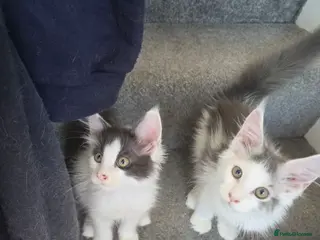 Maine Coon cats TICA REGISTERED STUNNING KITTENS - Advert 13