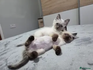 Ragdoll cats Purebred Ragdoll Kittens, Ready to Go - Advert 16