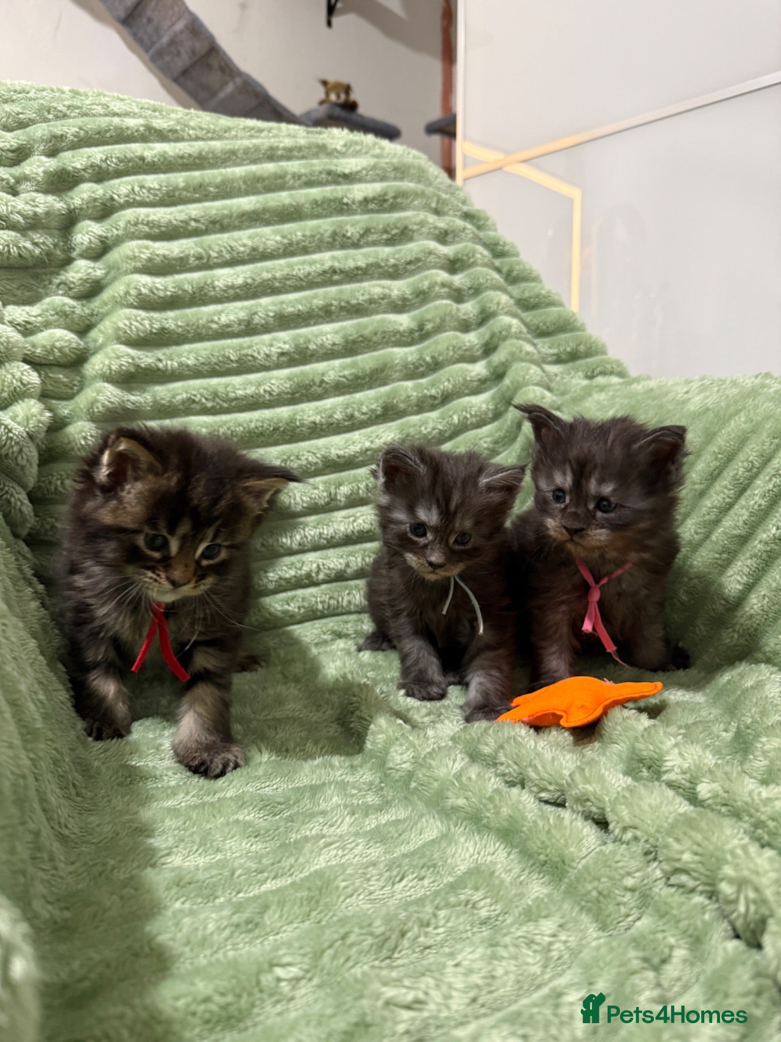 Maine Coon cats Exceptional Smoke / classic MAINCOON kittens  - Advert 12