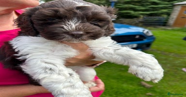 Labradoodle dogs - Advert 4