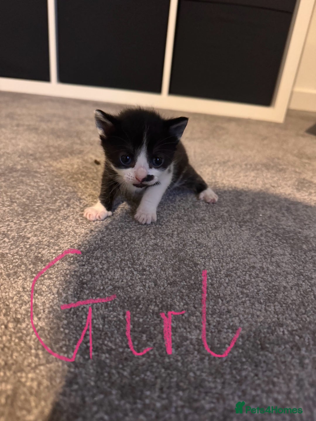 Domestic Shorthair cats for sale: Beautiful  Kittens Looking For Their Forever Homes - Image 2