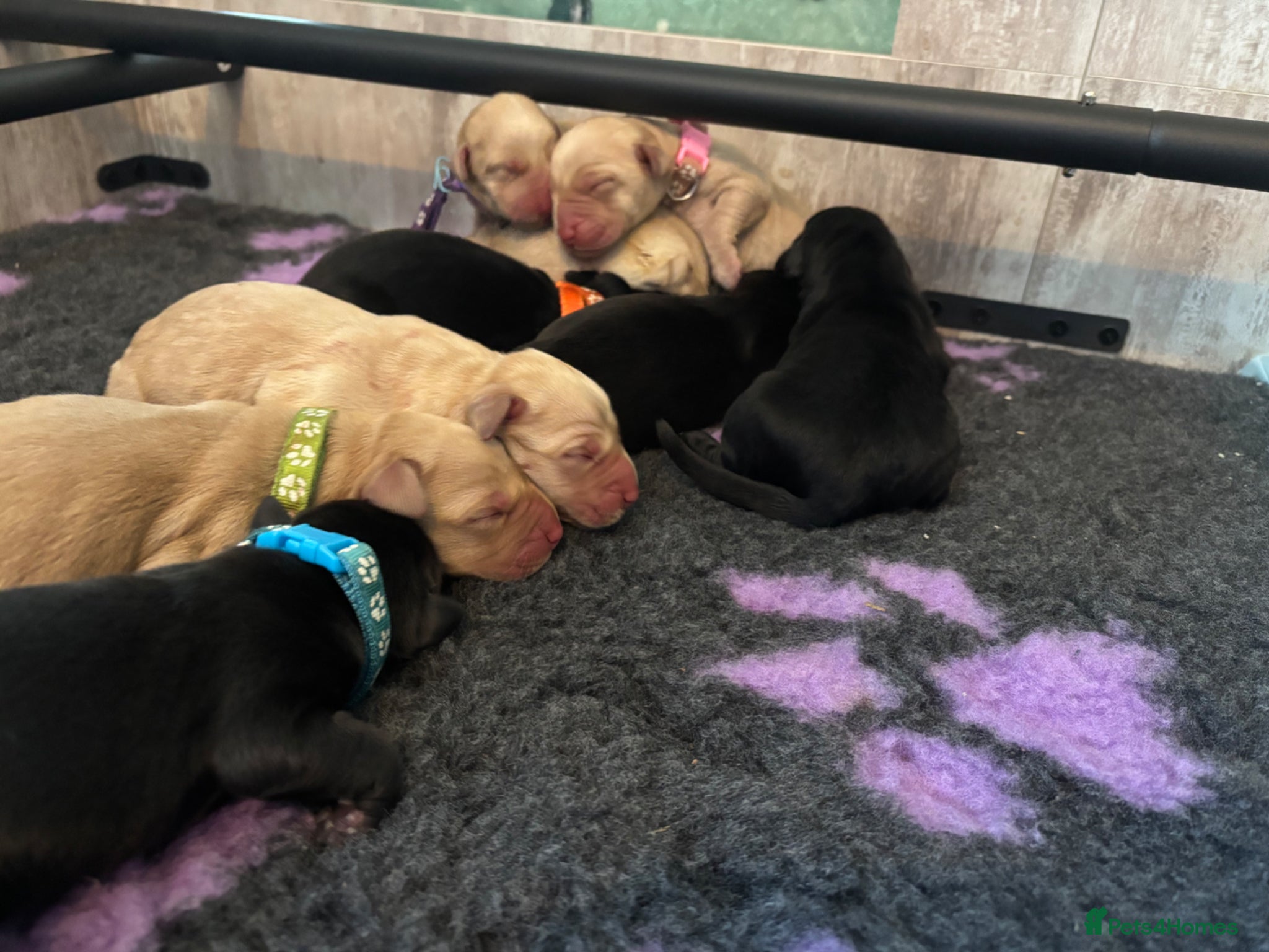 Labrador Retriever dogs  ⭐️ 5* LICENSED BREEDER - KC REGISTERED LABRADORS - Advert 17