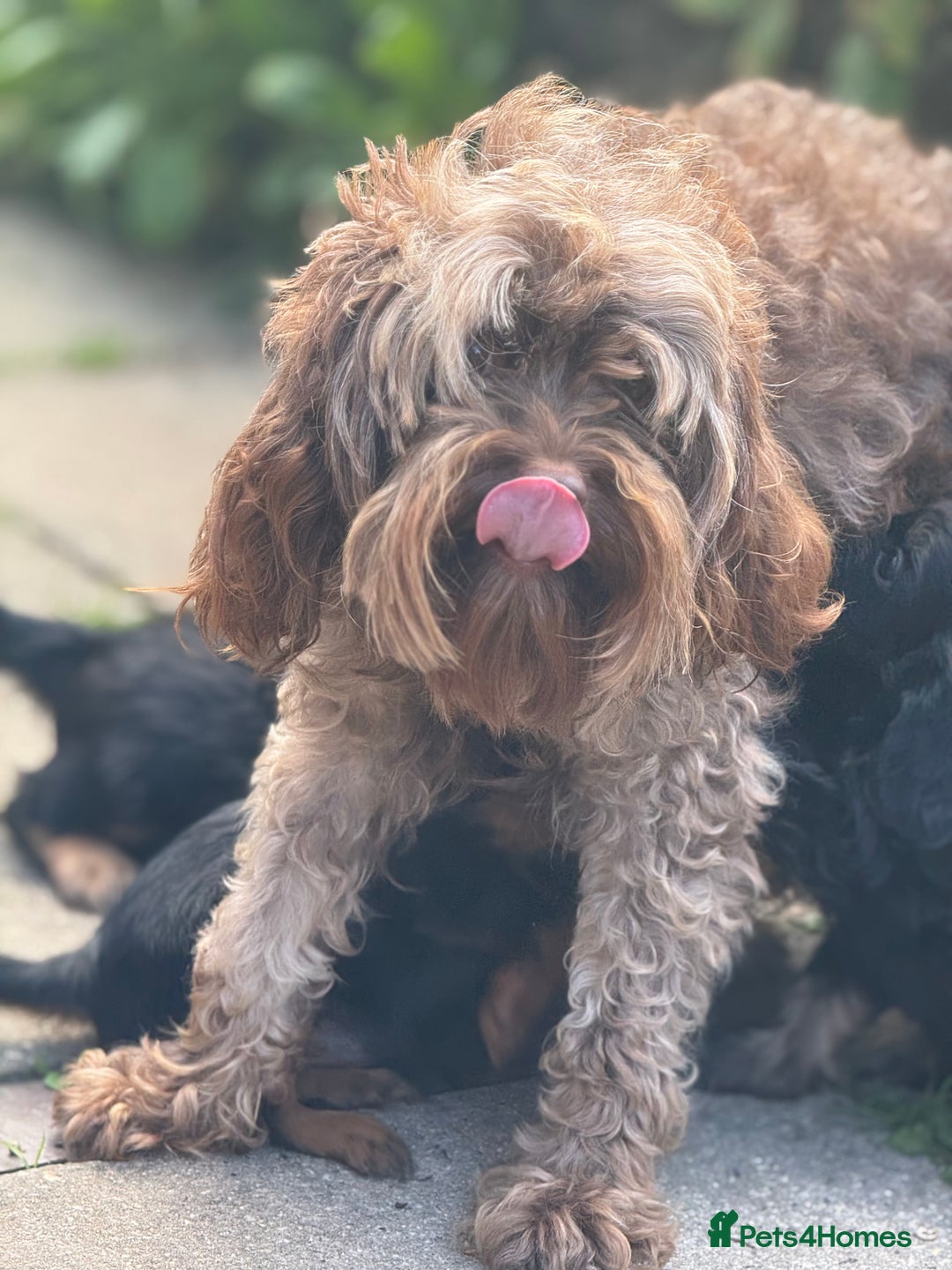 Cavapoo dogs for sale: Cavapoo rare black &tan health tested  - Image 17