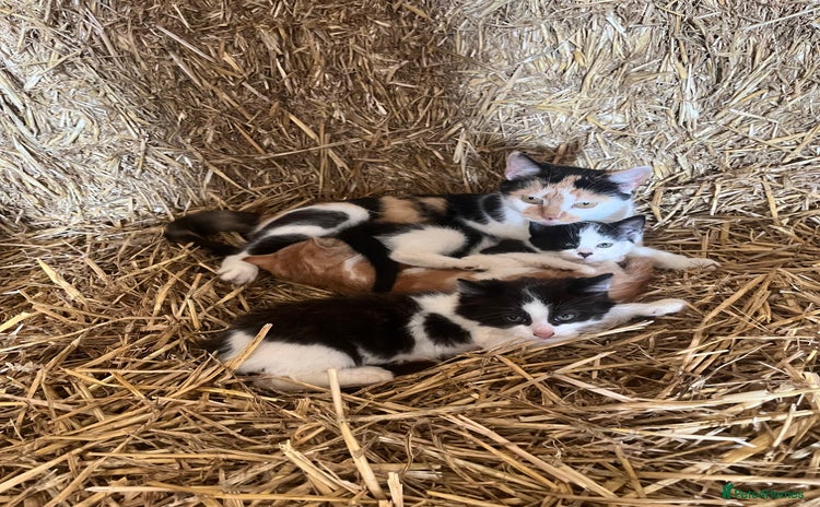 Mixed Breed cats - Advert 16